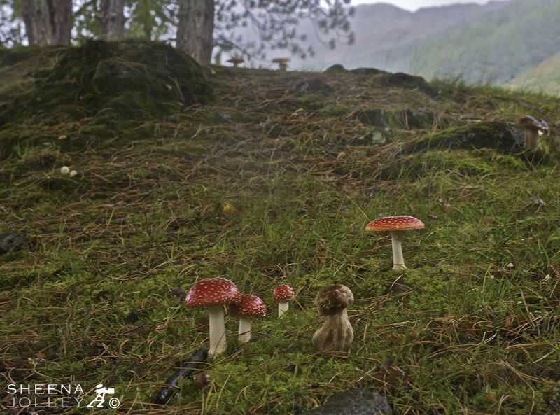 Ethereal World (Fly Agaric).jpg - 